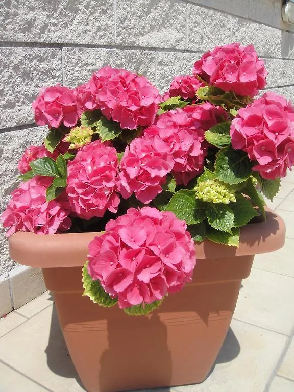 Hotel Garden Viareggio 3*,